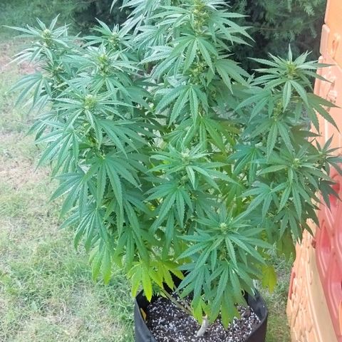 Special kush 1  growlog timeline photo