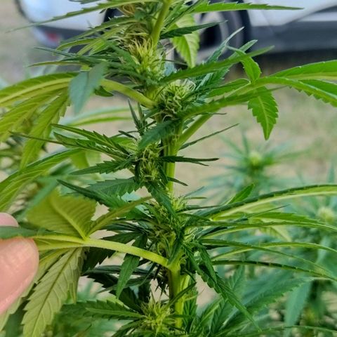 Special kush 1  growlog timeline photo