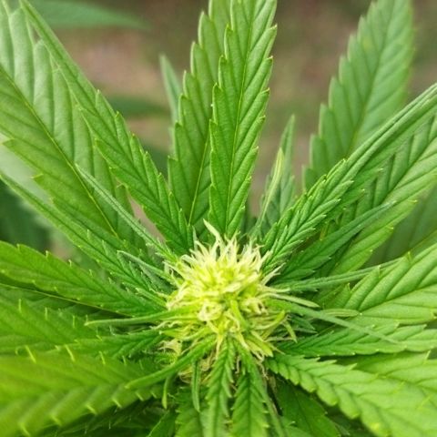 Special kush 1  growlog timeline photo
