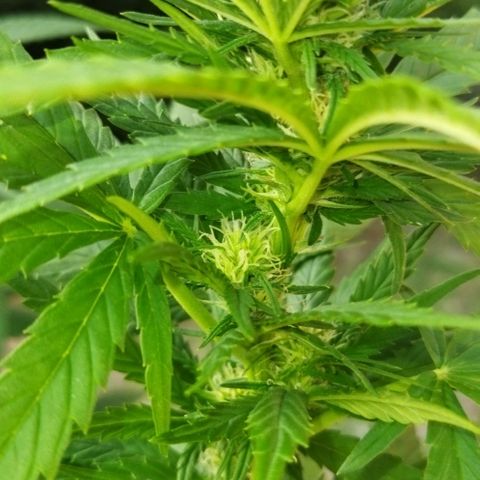 Special kush 1  growlog timeline photo