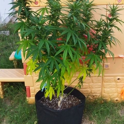 Special kush 1  growlog timeline photo