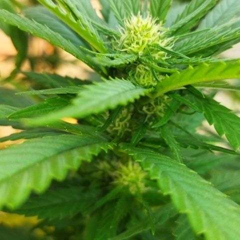 Special kush 1  growlog timeline photo