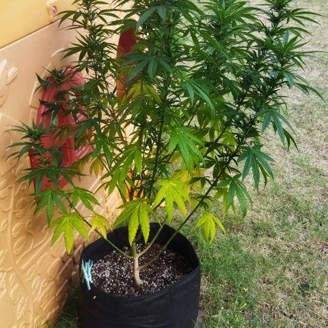 Special kush 1  growlog timeline photo