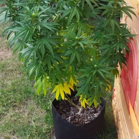 Special kush 1  growlog timeline photo