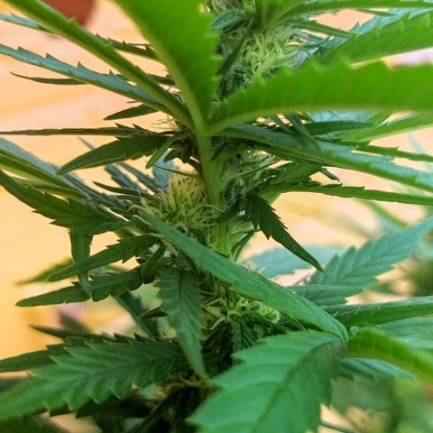 Special kush 1  growlog timeline photo