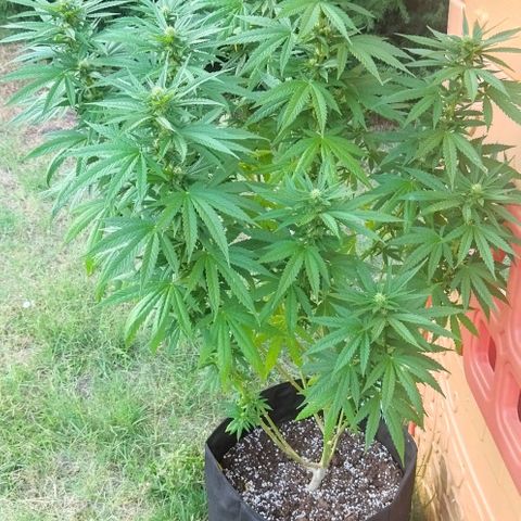 Special kush 1  growlog timeline photo