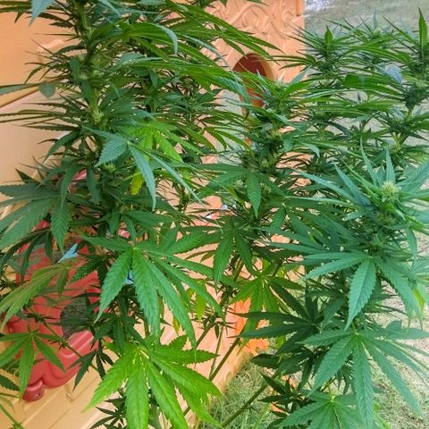 Special kush 1  growlog timeline photo