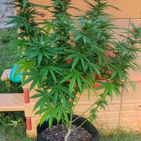 Special kush 1  growlog timeline photo