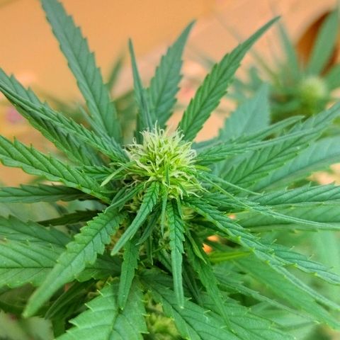 Special kush 1  growlog timeline photo