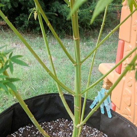 Special kush 1  growlog timeline photo