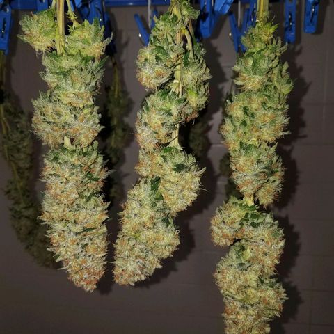 Special kush 1  growlog timeline photo