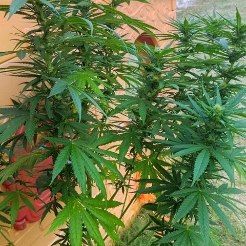 Special kush 1  growlog timeline photo