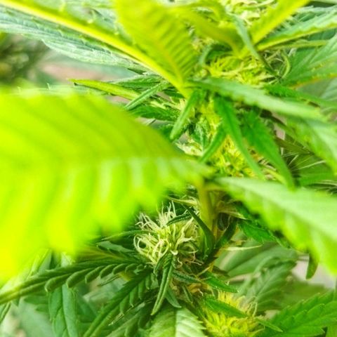 Special kush 1  growlog timeline photo