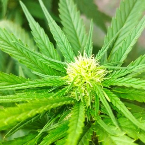 Special kush 1  growlog timeline photo