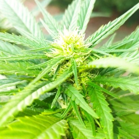 Special kush 1  growlog timeline photo
