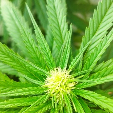 Special kush 1  growlog timeline photo