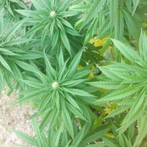 Special kush 1  growlog timeline photo