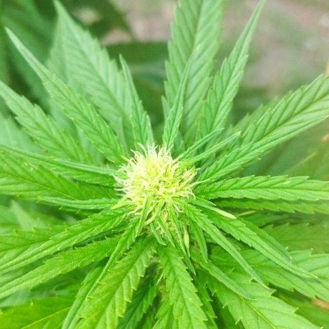 Special kush 1  growlog timeline photo