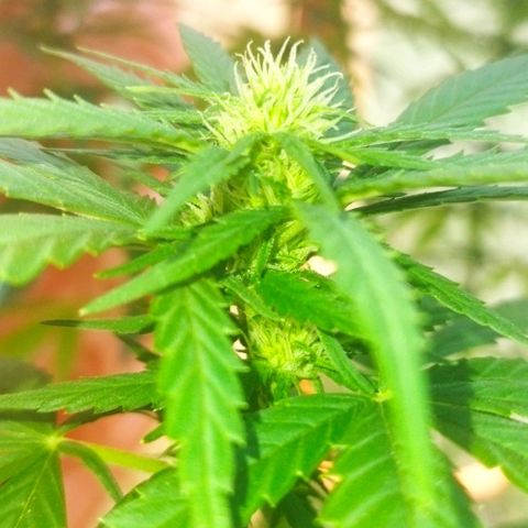 Special kush 1  growlog timeline photo