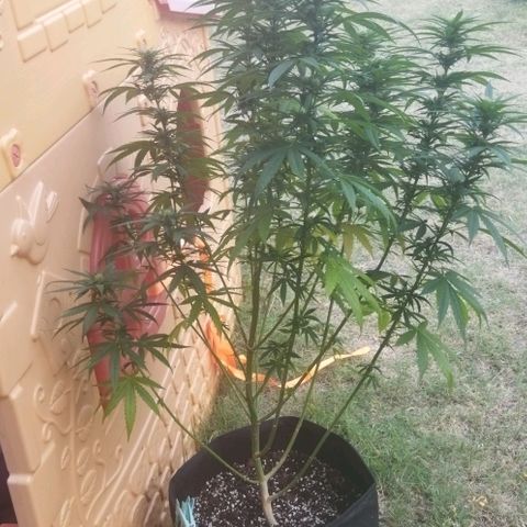 Special kush 1  growlog timeline photo