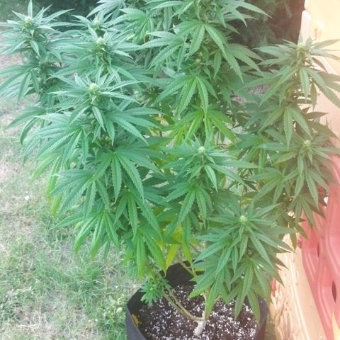 Special kush 1  growlog timeline photo