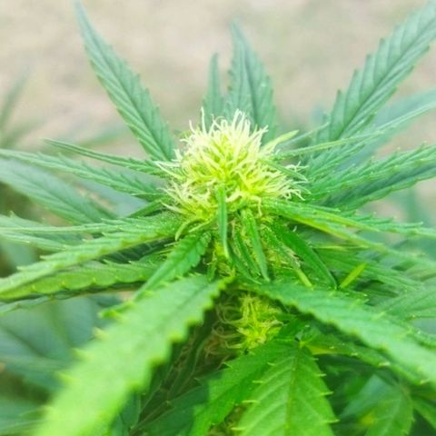 Special kush 1  growlog timeline photo
