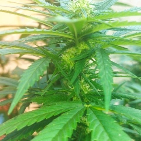 Special kush 1  growlog timeline photo