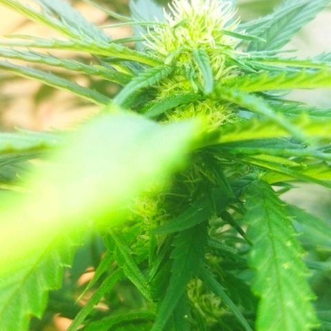 Special kush 1  growlog timeline photo