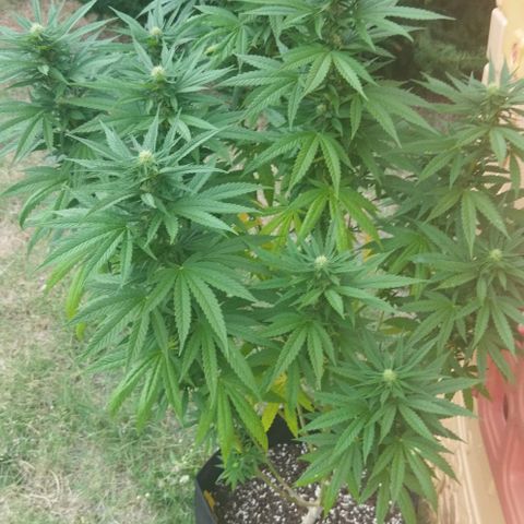 Special kush 1  growlog timeline photo