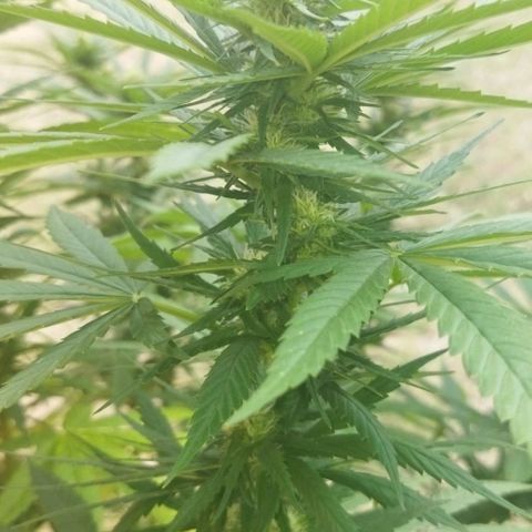 Special kush 1  growlog timeline photo