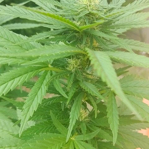Special kush 1  growlog timeline photo