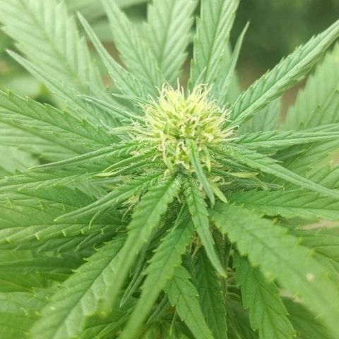 Special kush 1  growlog timeline photo