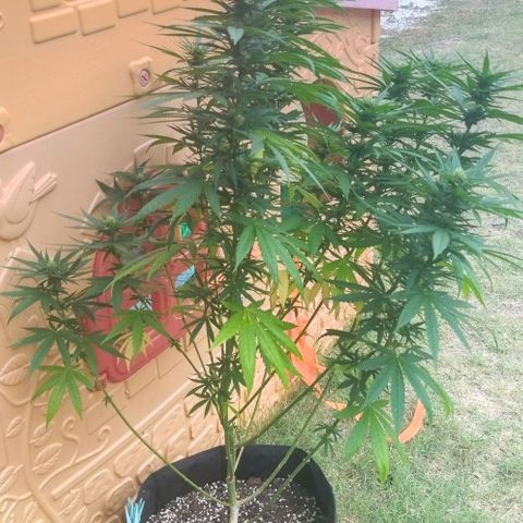 Special kush 1  growlog timeline photo