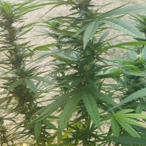 Special kush 1  growlog timeline photo