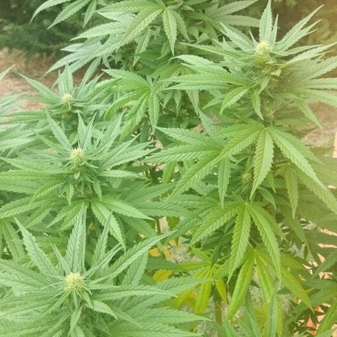 Special kush 1  growlog timeline photo