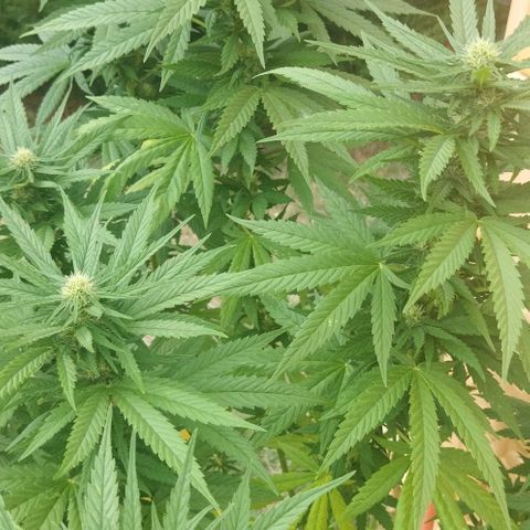 Special kush 1  growlog timeline photo