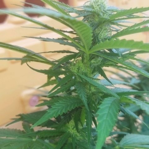 Special kush 1  growlog timeline photo
