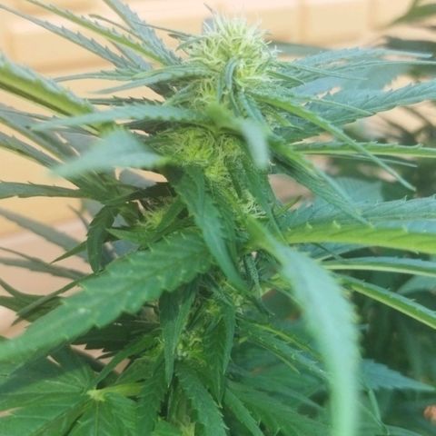 Special kush 1  growlog timeline photo