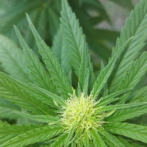 Special kush 1  growlog timeline photo