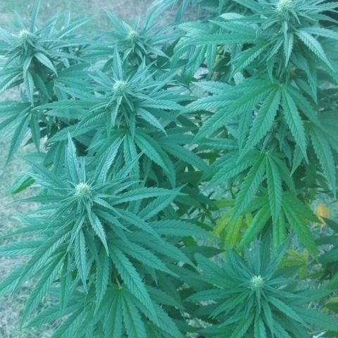 Special kush 1  growlog timeline photo