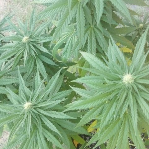 Special kush 1  growlog timeline photo