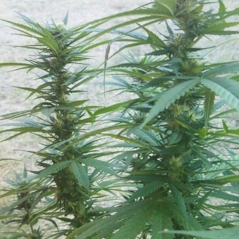 Special kush 1  growlog timeline photo