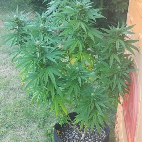 Special kush 1  growlog timeline photo