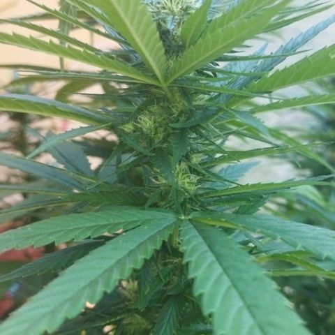Special kush 1  growlog timeline photo