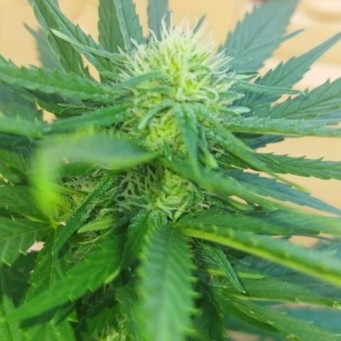 Special kush 1  growlog timeline photo