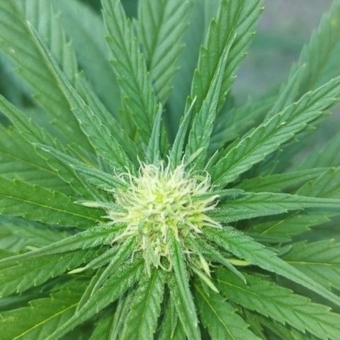 Special kush 1  growlog timeline photo