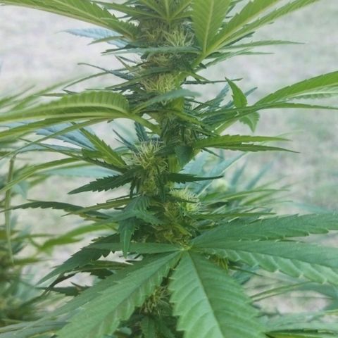 Special kush 1  growlog timeline photo