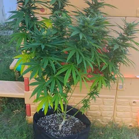Special kush 1  growlog timeline photo