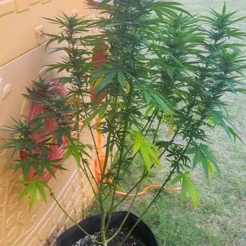 Special kush 1  growlog timeline photo