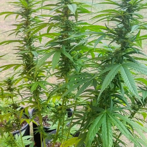Special kush 1  growlog timeline photo
